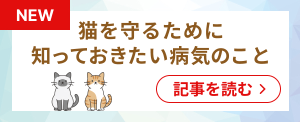 猫を守るために知っておきたい病気のこと