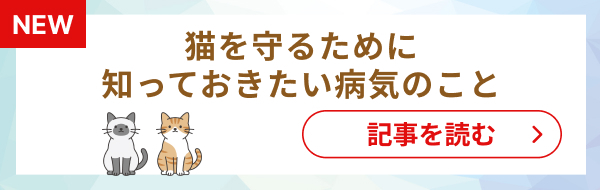 猫を守るために知っておきたい病気のこと