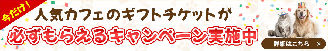 キャンペーン実施中