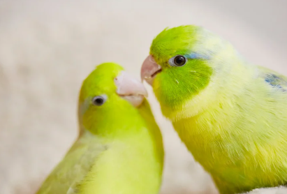 寄り添う2羽のインコ