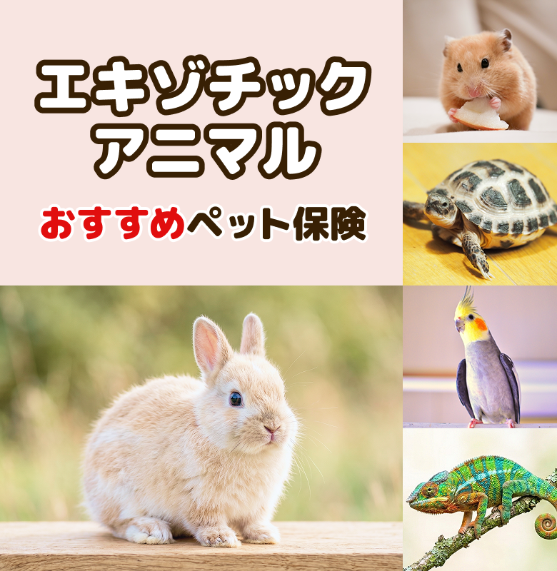 おすすめペット保険 エキゾチックアニマル