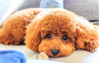 「人気の犬種ランキング｜かかりやすい病気とペット保険の必要性」