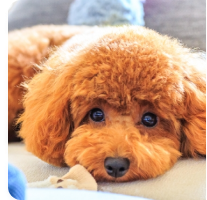 「人気の犬種ランキング｜かかりやすい病気とペット保険の必要性」