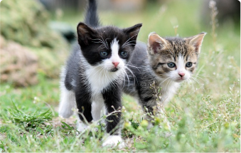 「猫を守るために知っておきたい病気と保険｜症状・予防・治療費まで徹底解説」