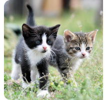 「猫を守るために知っておきたい病気と保険｜症状・予防・治療費まで徹底解説」