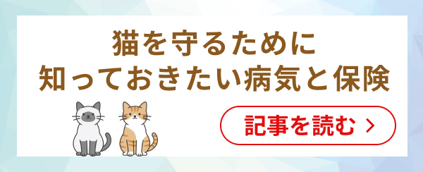 猫を守るために知っておきたい病気のこと
