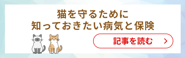猫を守るために知っておきたい病気のこと