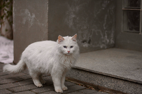 猫は病気を隠す