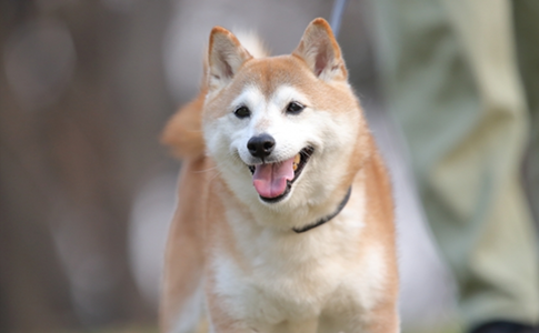 柴犬